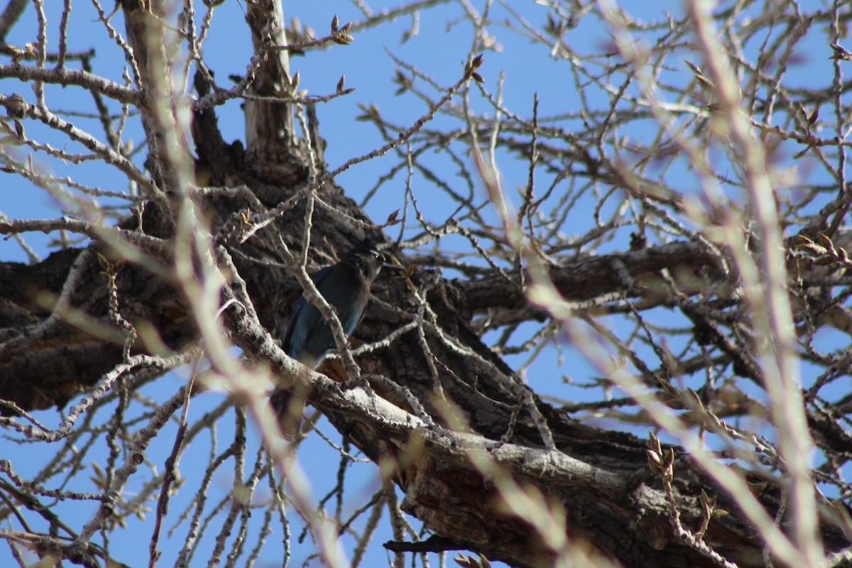 Steller's Jay - ML92313931