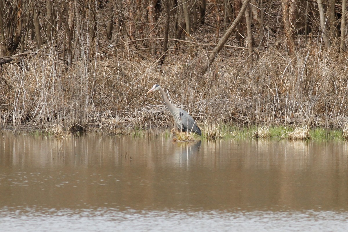 Great Blue Heron - Jonathan DeBalko