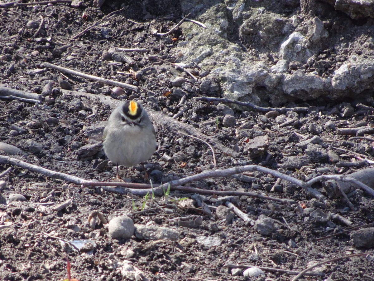 Golden-crowned Kinglet - ML92315481