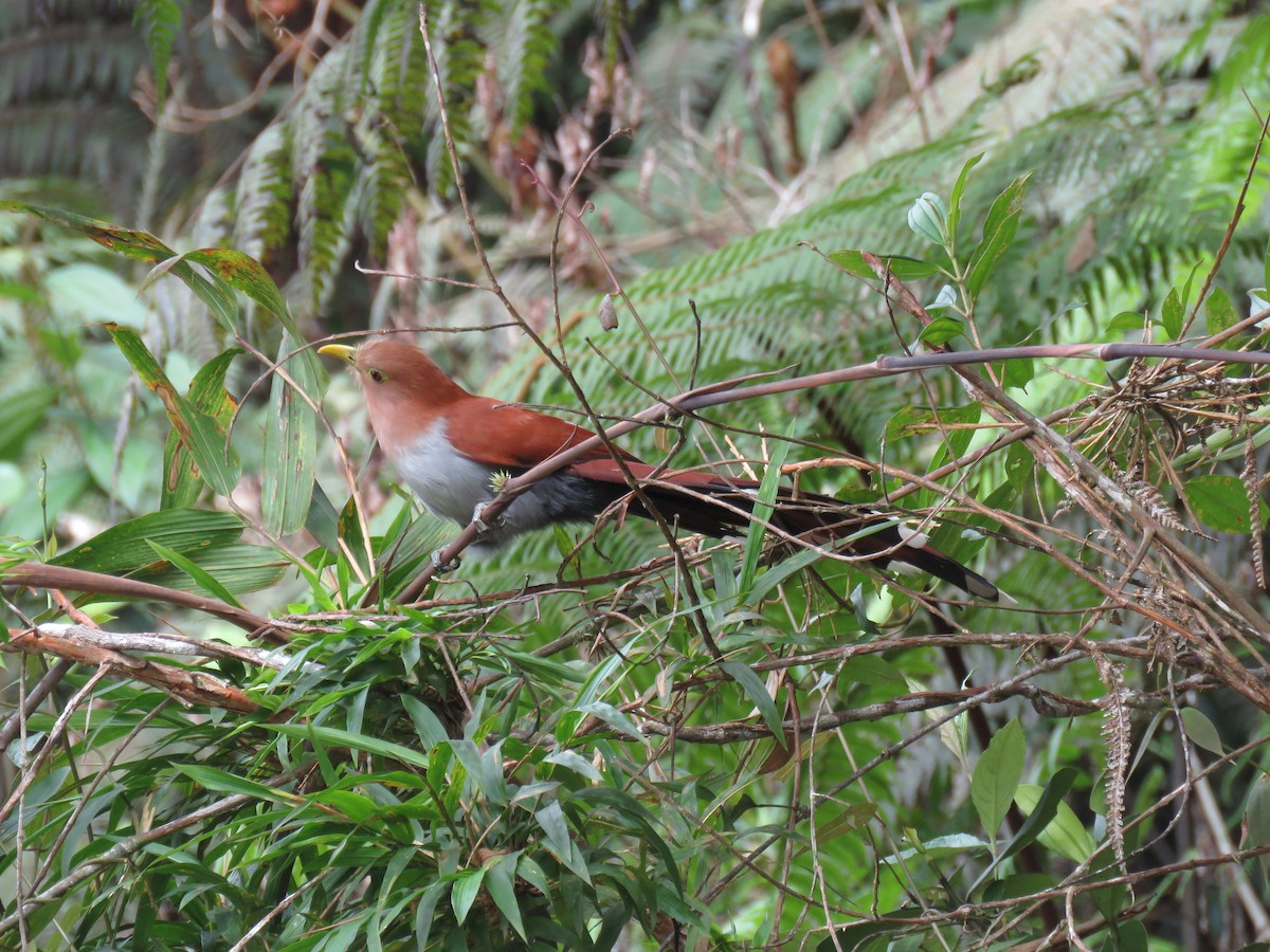 Squirrel Cuckoo - Thomas Brooks