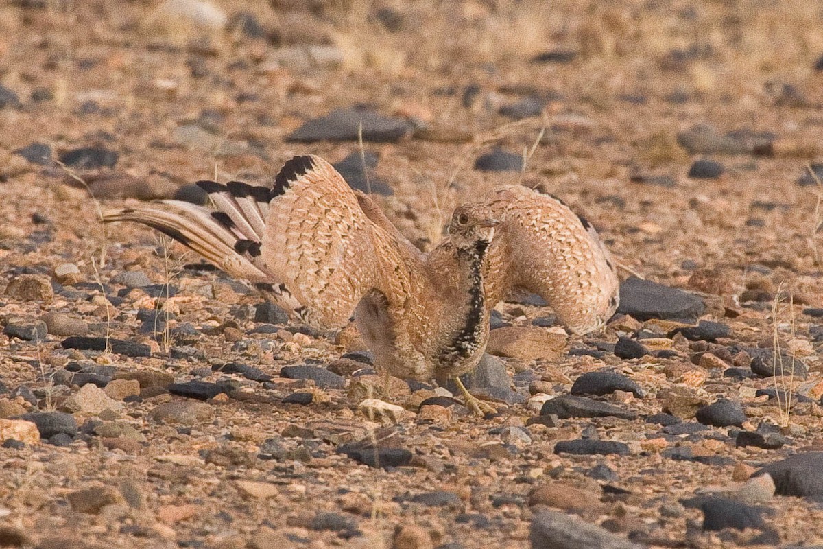 Sisón de Damaraland - ML92316751