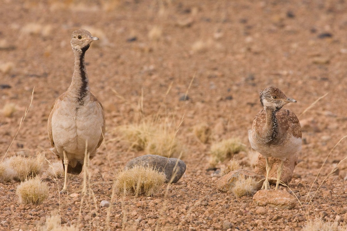 Rüppell's Bustard - ML92316961