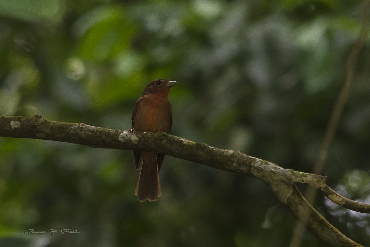 Red-crowned Ant-Tanager - ML92318581