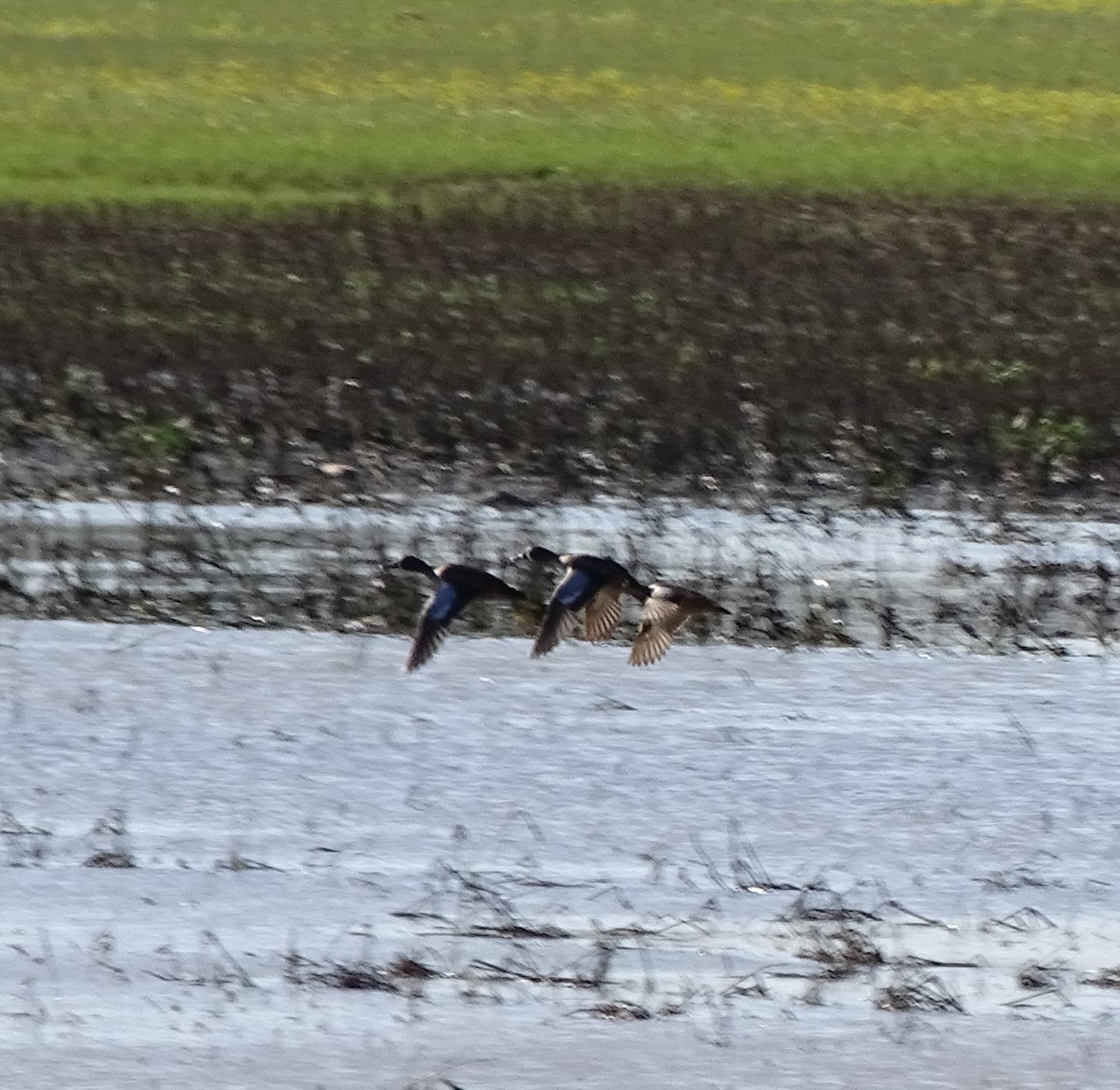 Blue-winged Teal - ML92319651