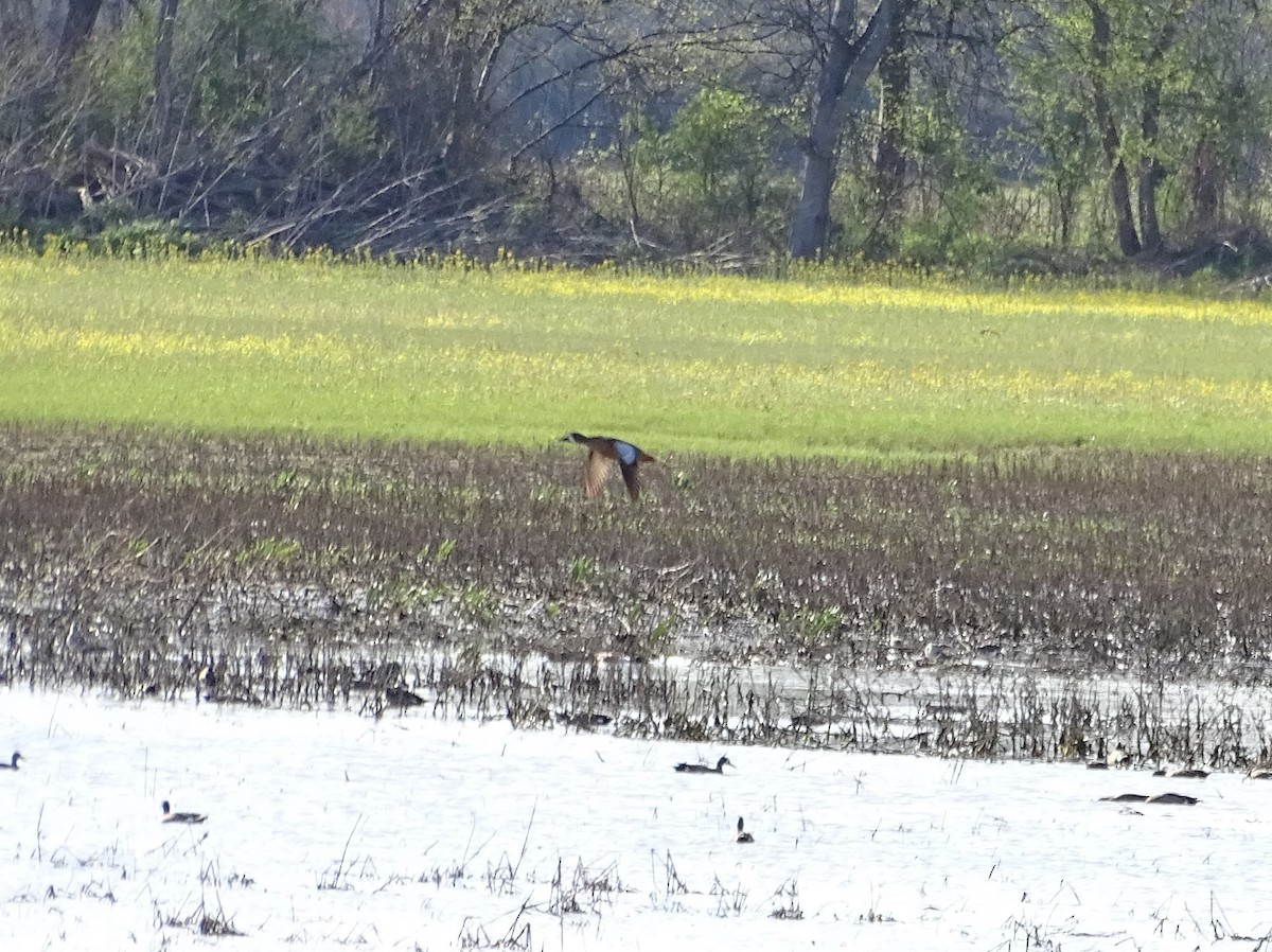 Blue-winged Teal - ML92319661