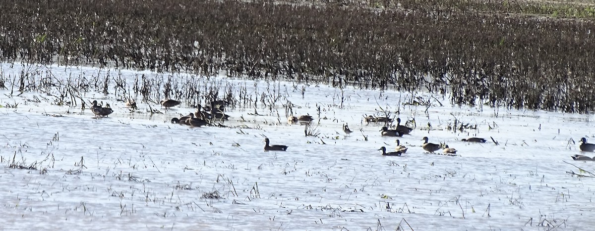 Blue-winged Teal - ML92319751