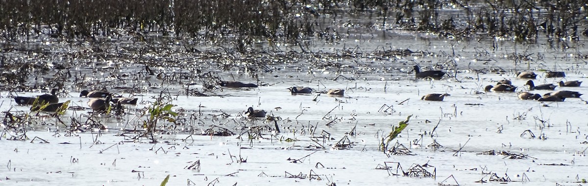 Blue-winged Teal - ML92319811