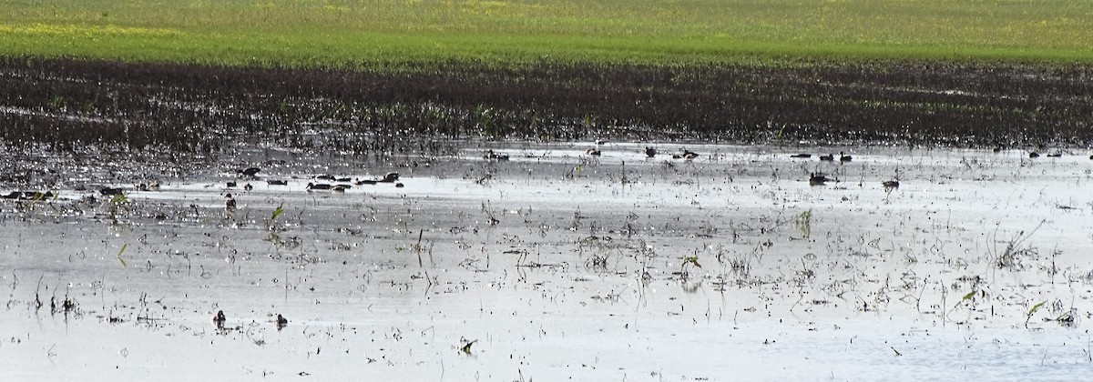 Blue-winged Teal - ML92319821