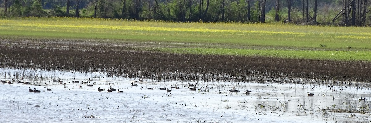 Blue-winged Teal - ML92319831