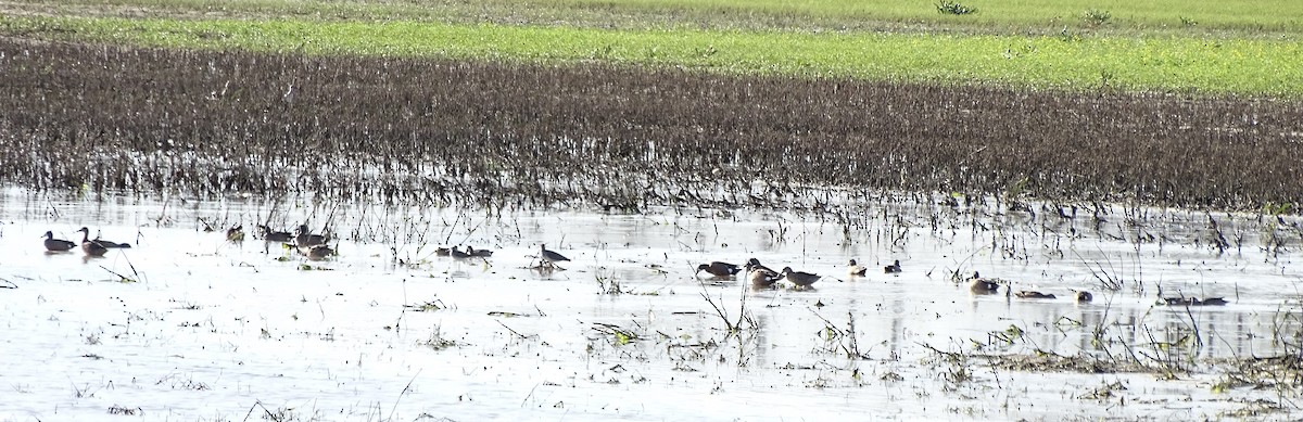 Blue-winged Teal - ML92319851