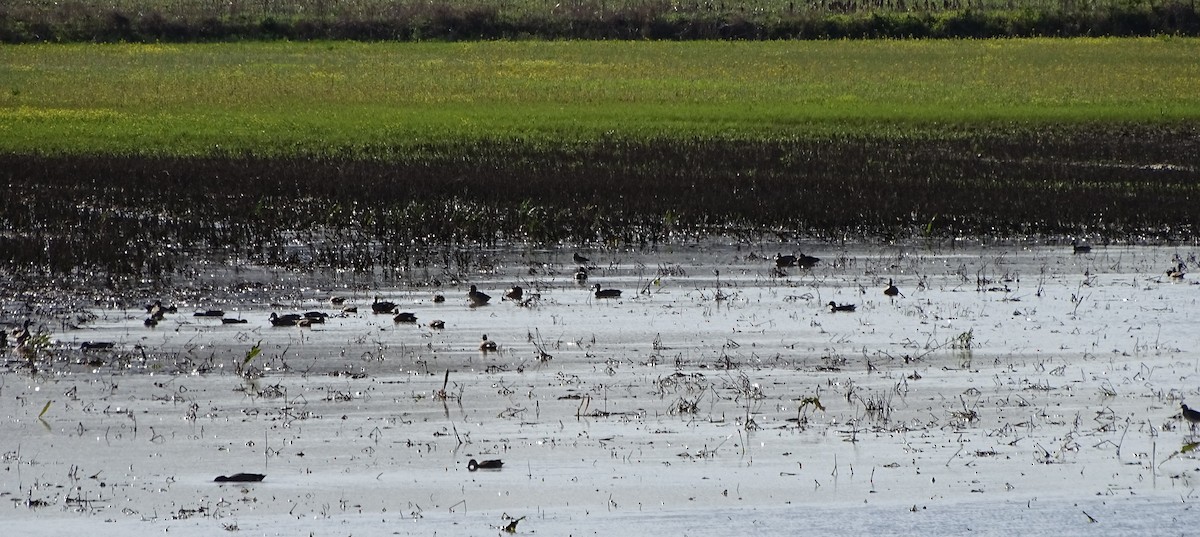 Blue-winged Teal - ML92319861