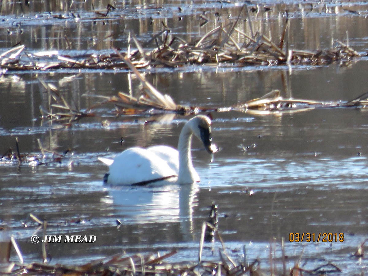 Trumpeter Swan - ML92320171