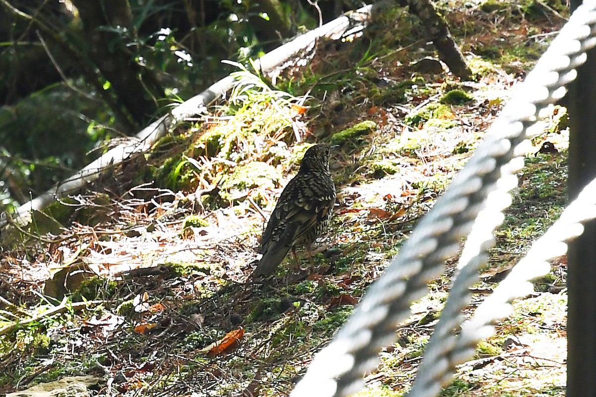 White's Thrush - ML92320381