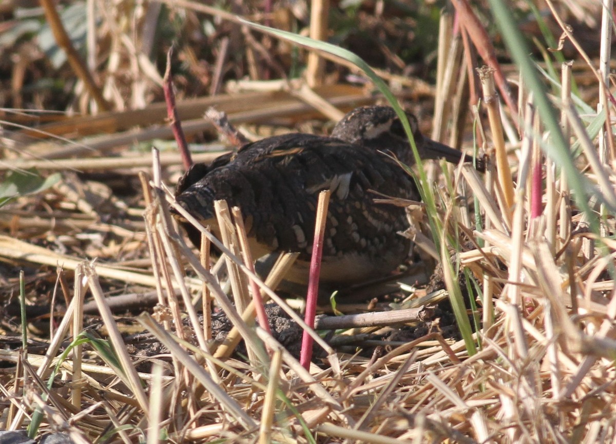 Greater Painted-Snipe - Paul Bourdin