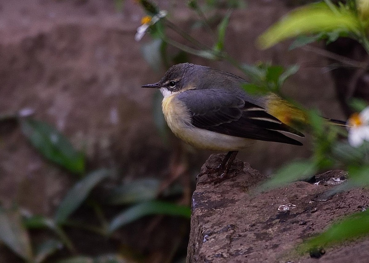 Gray Wagtail - ML92322111