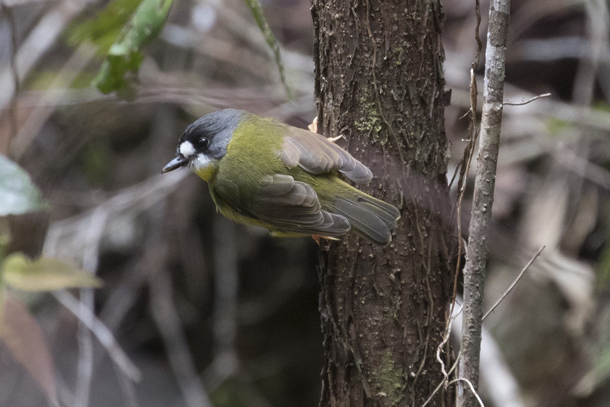 White-faced Robin - ML92322191