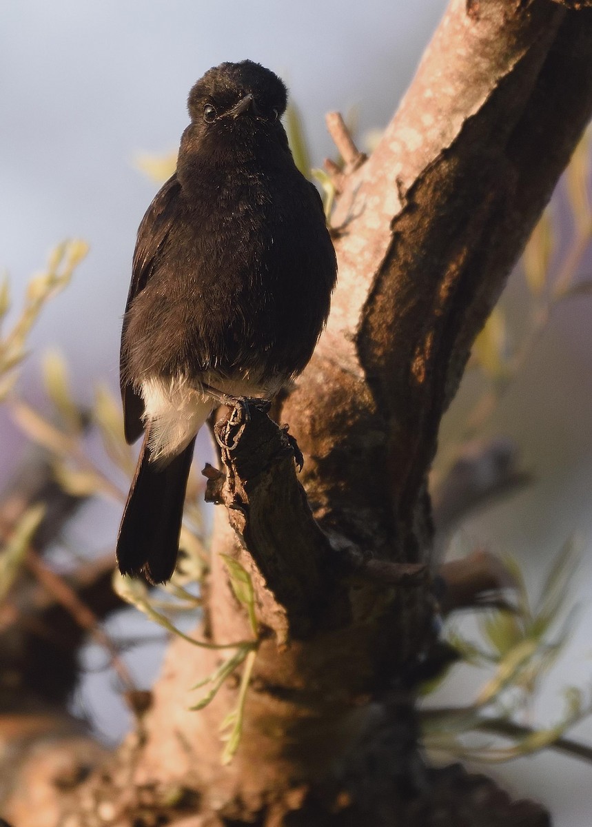 Pied Bushchat - Arun Prabhu