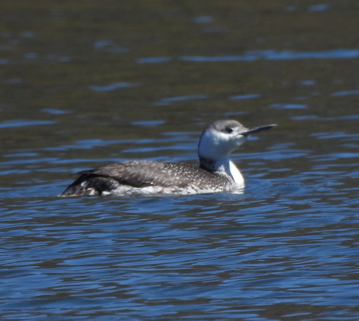 Red-throated Loon - ML92325921