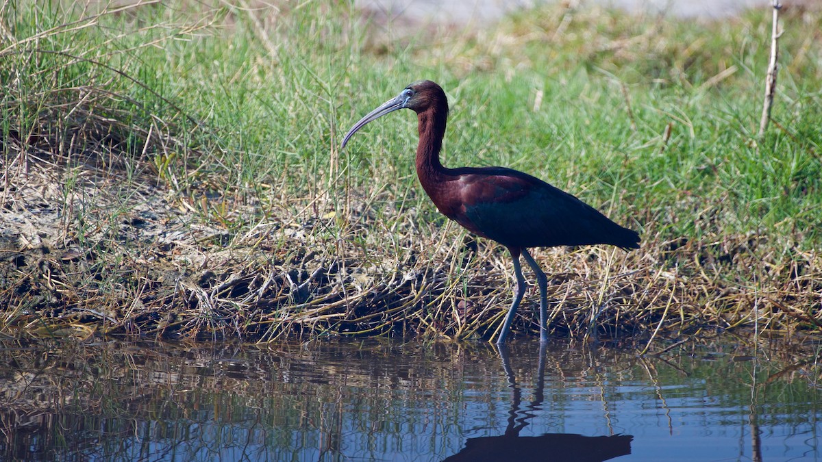 ibis hnědý - ML92327141