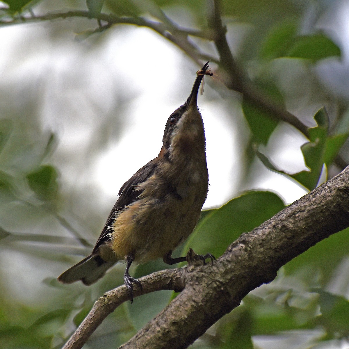 Eastern Spinebill - ML92328151