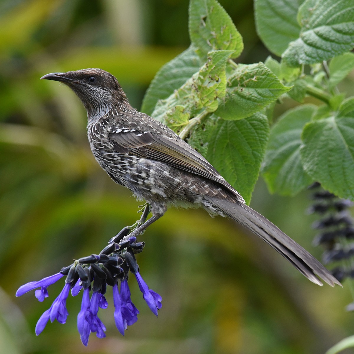 Little Wattlebird - ML92328571