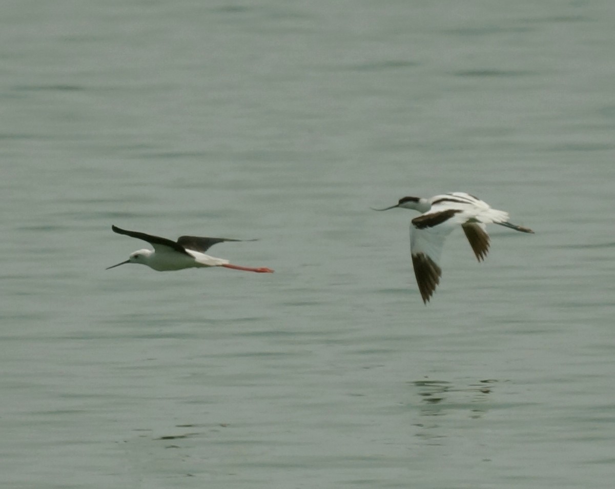 Pied Avocet - Adrian Plant