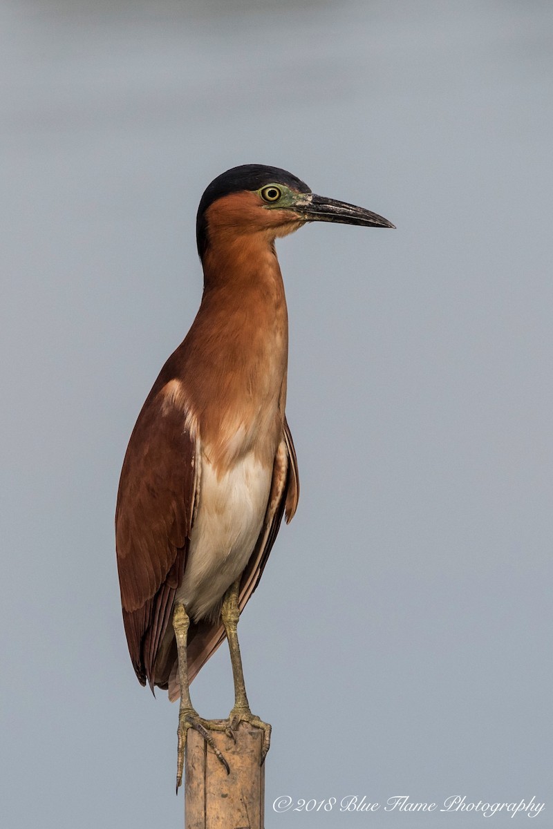 Nankeen Night Heron - ML92330271