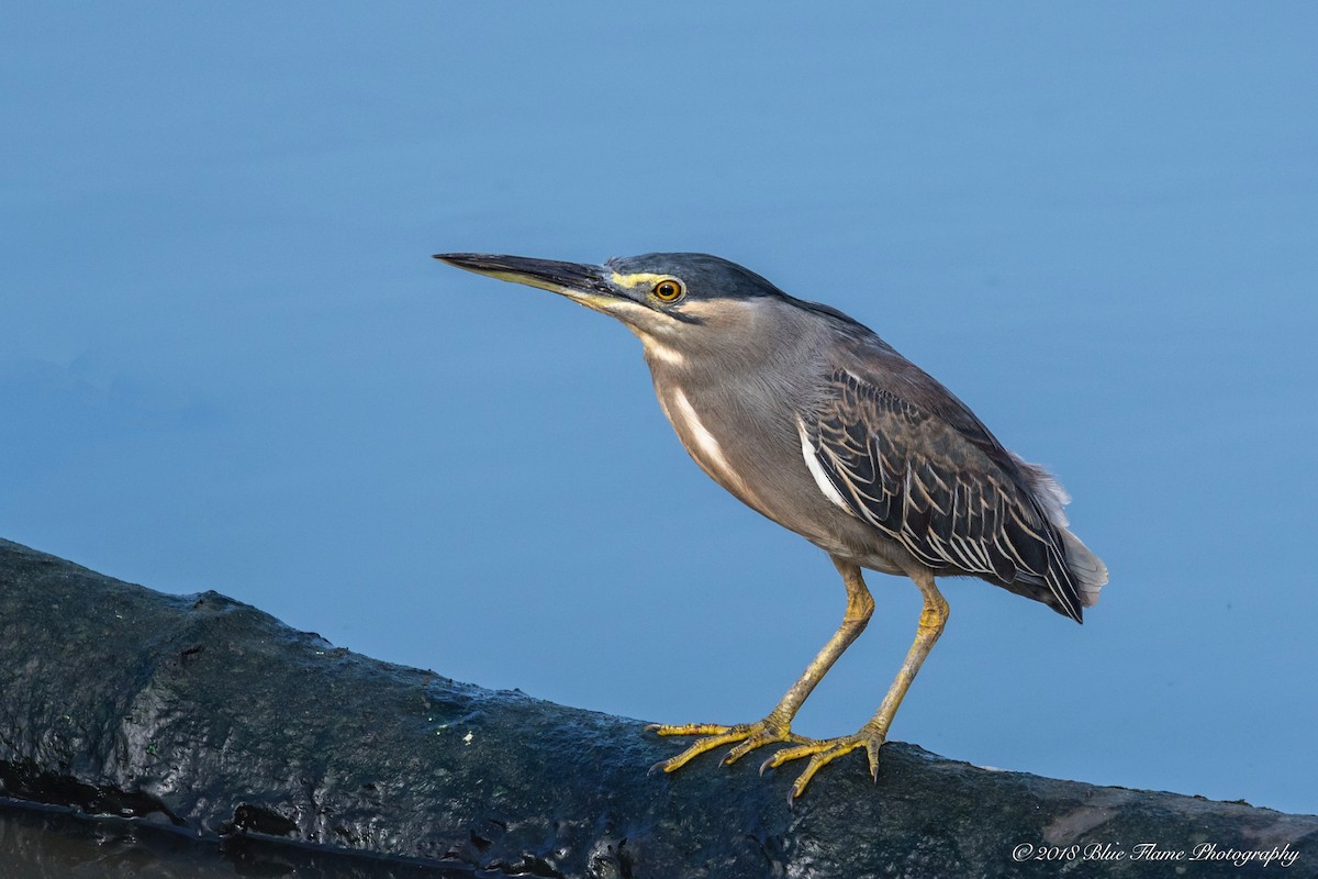 Striated Heron - ML92330531