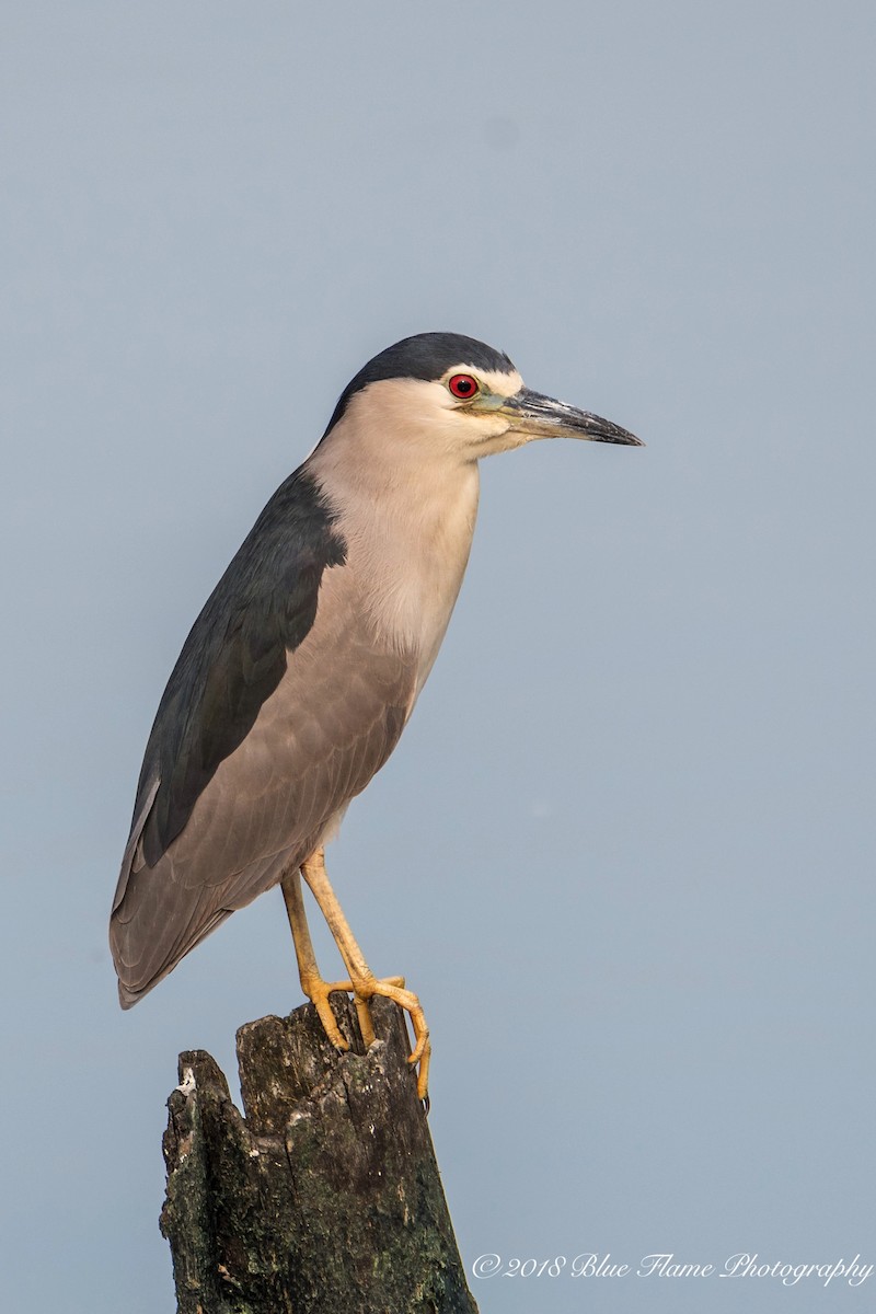 Black-crowned Night Heron - ML92330821