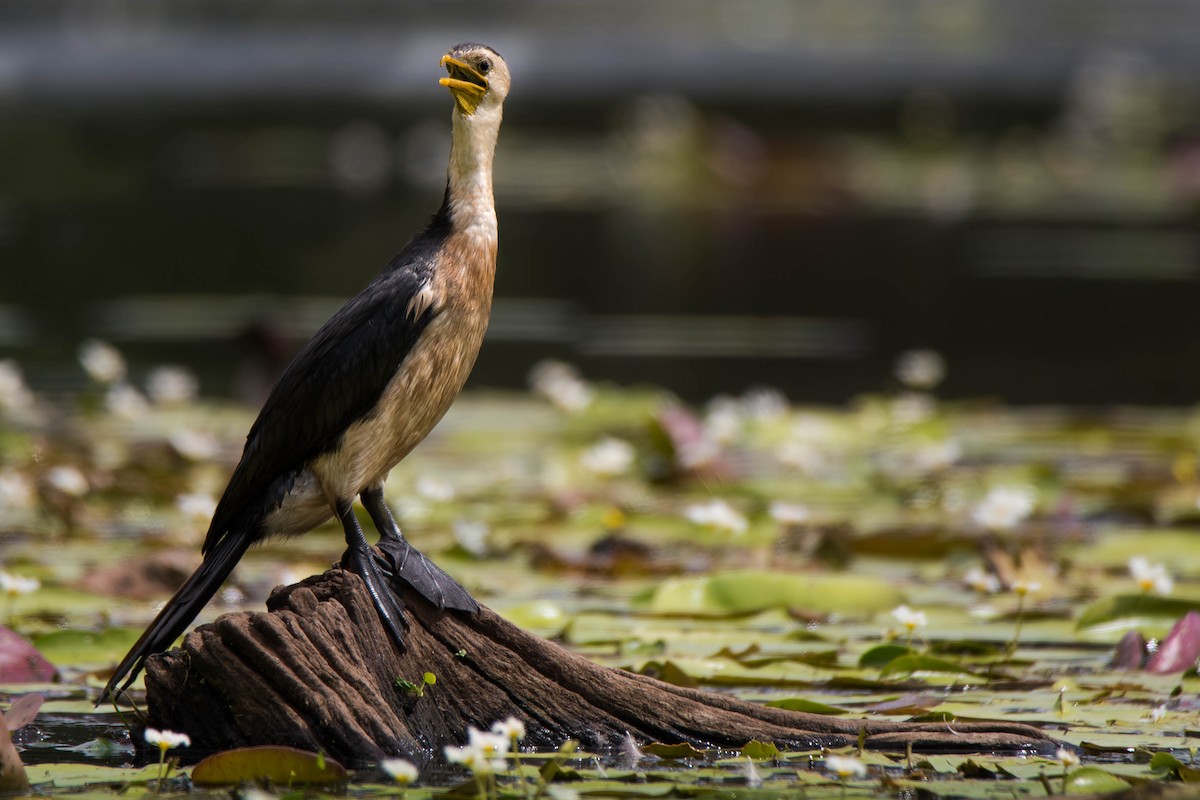 Little Pied Cormorant - ML92331601