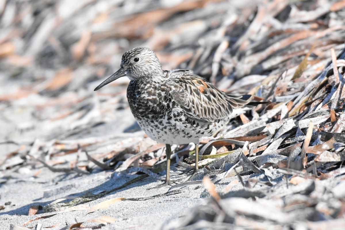 Great Knot - ML92334011