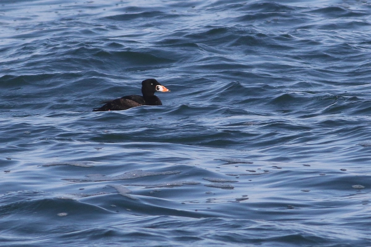 Surf Scoter - ML92334801