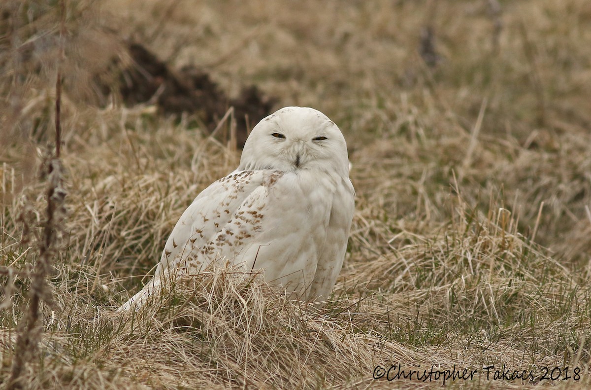 Snowy Owl - ML92334841