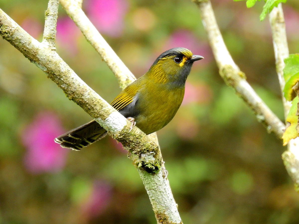 Taiwan Liocichla - ML92335091