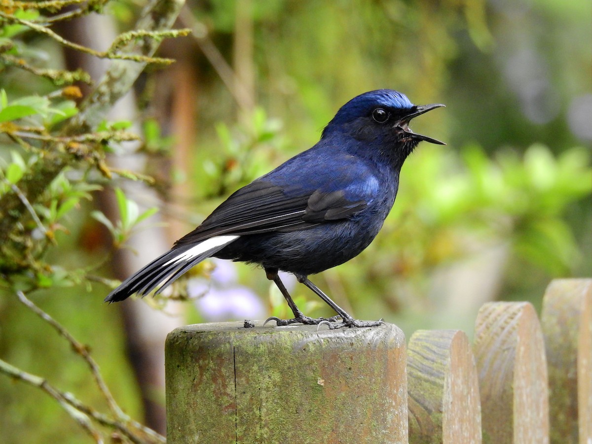 White-tailed Robin - Frederic  Liu