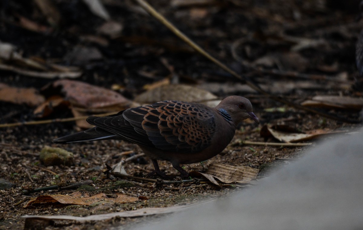 Oriental Turtle-Dove - ML92336591