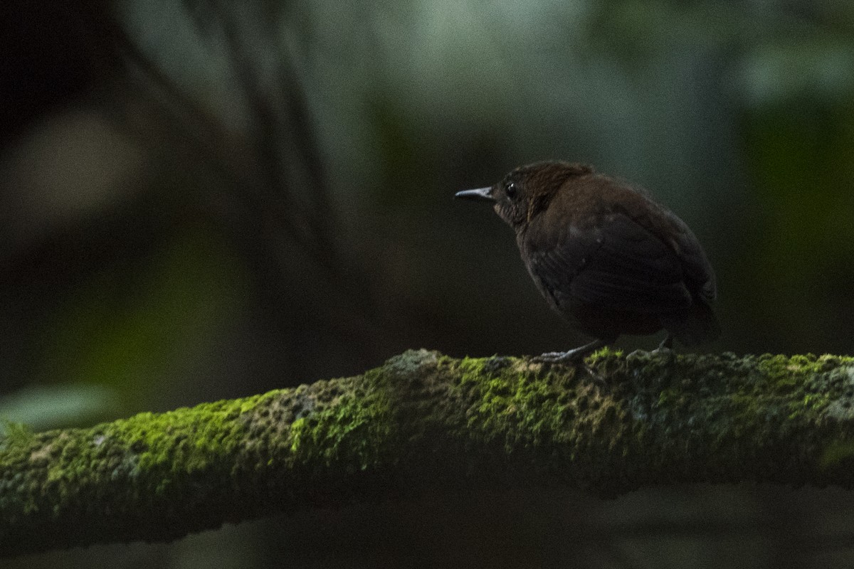 Nightingale Wren - John Cahill xikanel.com