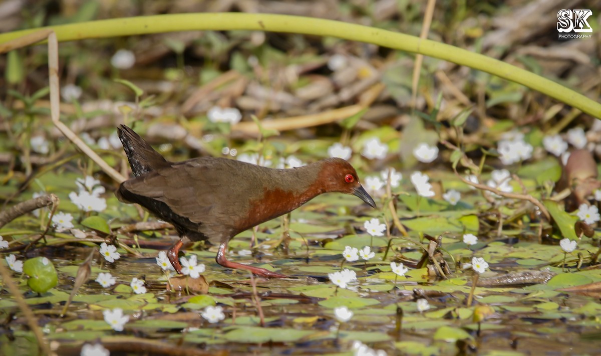 Polluela Pechirrufa - ML92337081