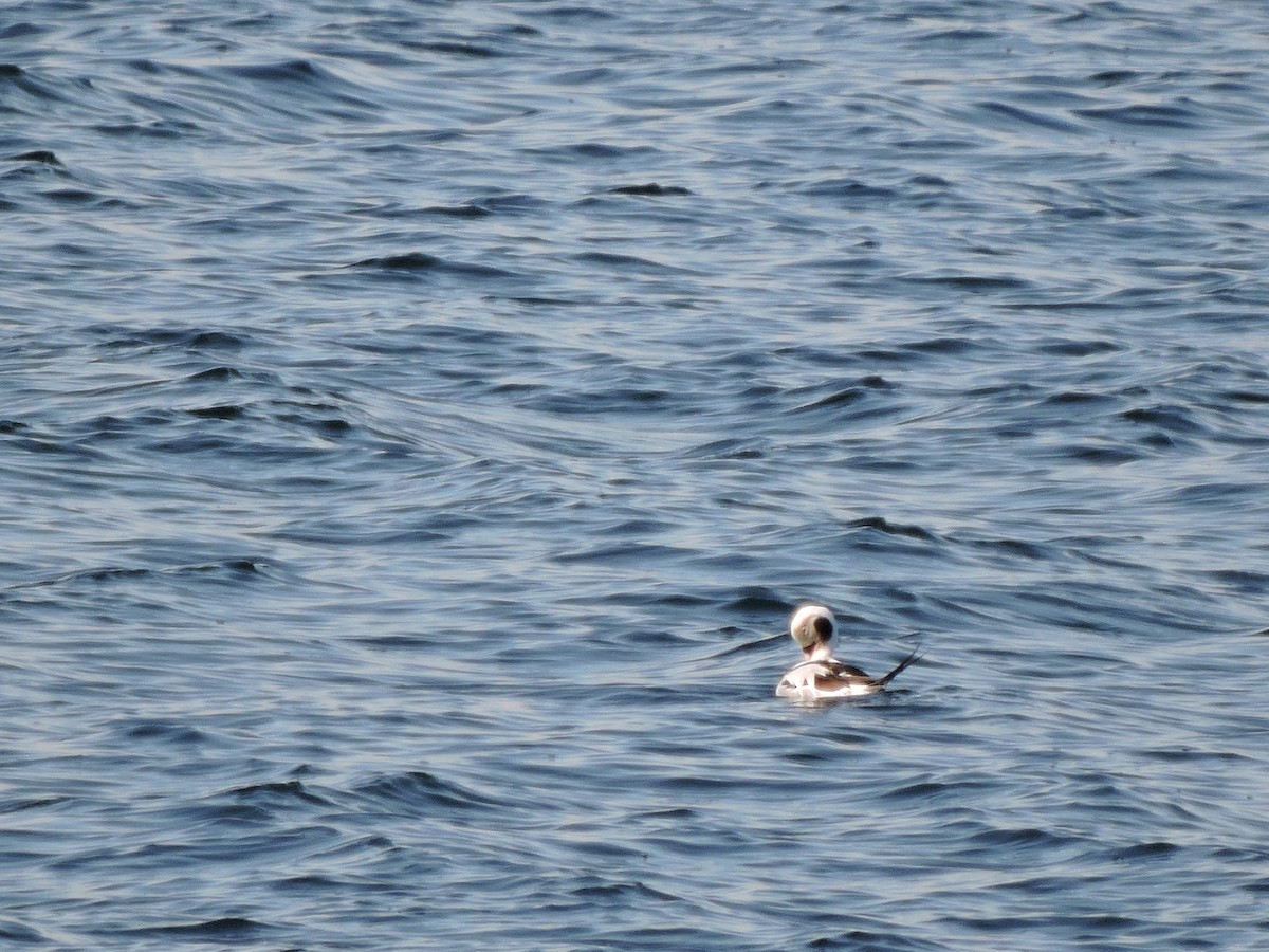 Long-tailed Duck - ML92337871