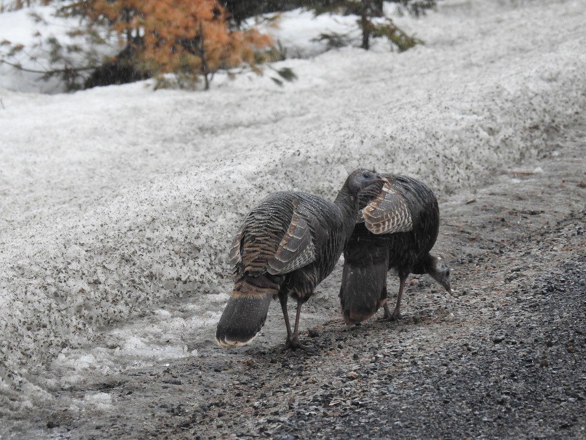 Wild Turkey - ML92337961