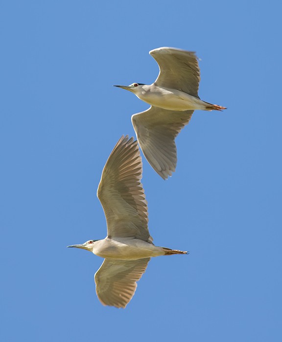 Black-crowned Night Heron - ML92339871