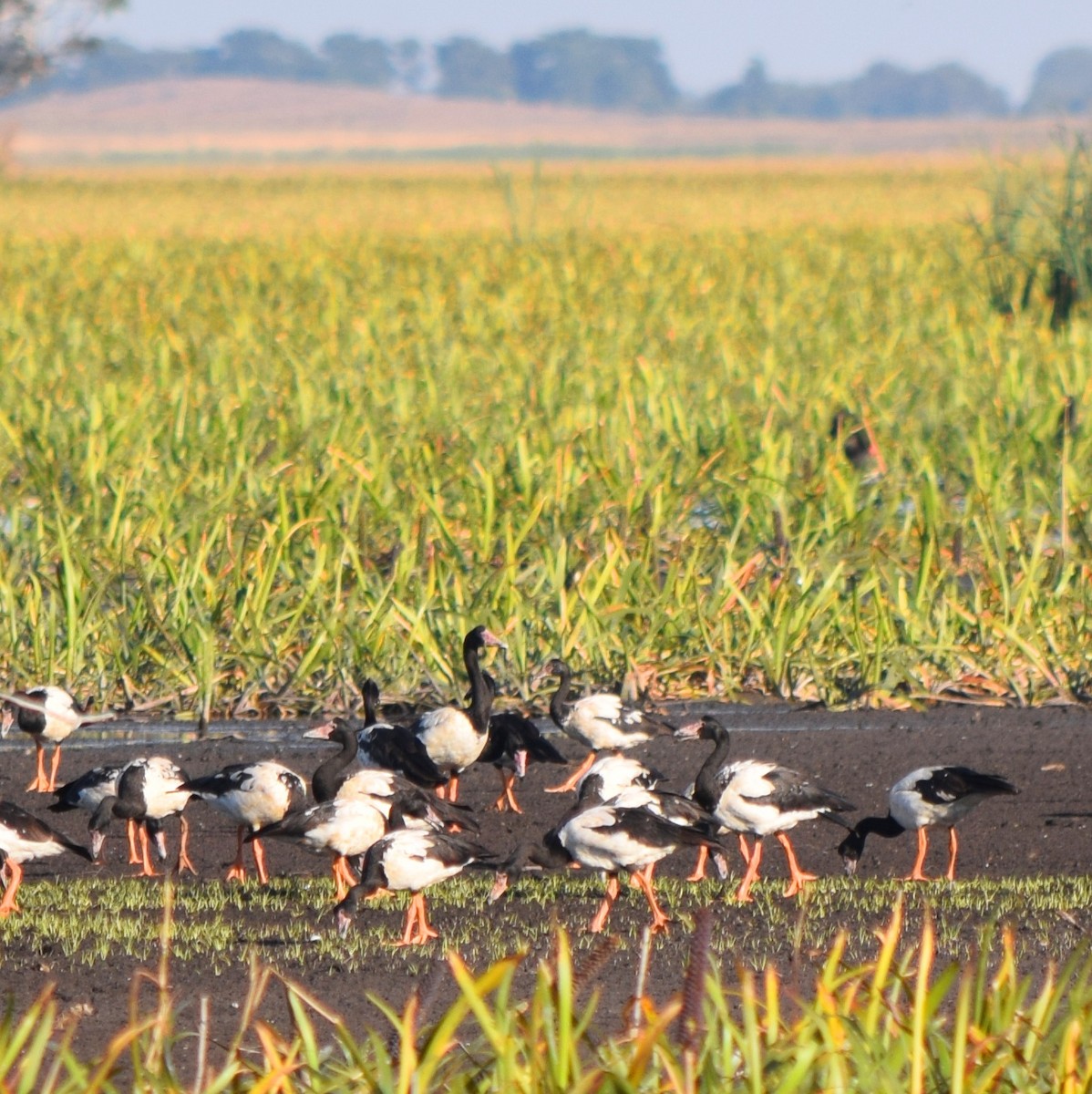 Magpie Goose - Gregory Bryan