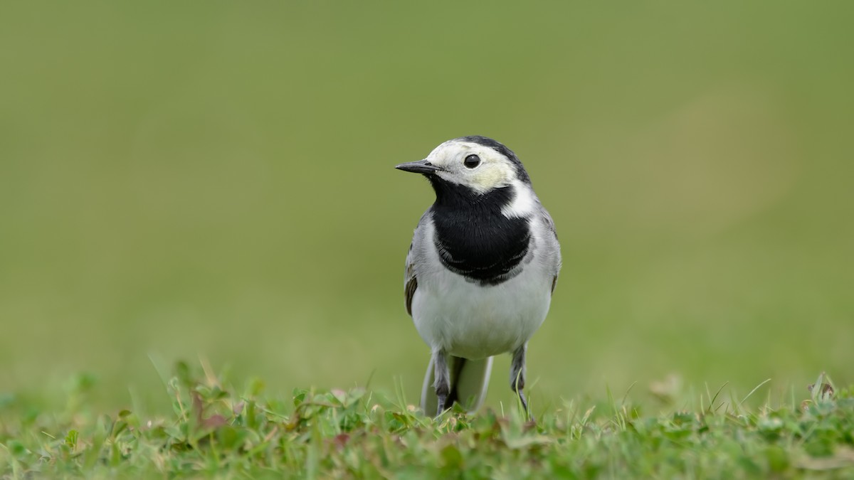 White Wagtail - Arda Dönerkayalı