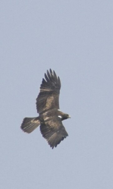 Aquila minore - ML92342631
