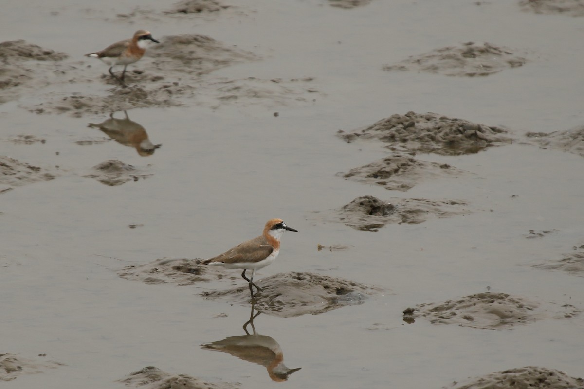Greater Sand-Plover - David Lewis