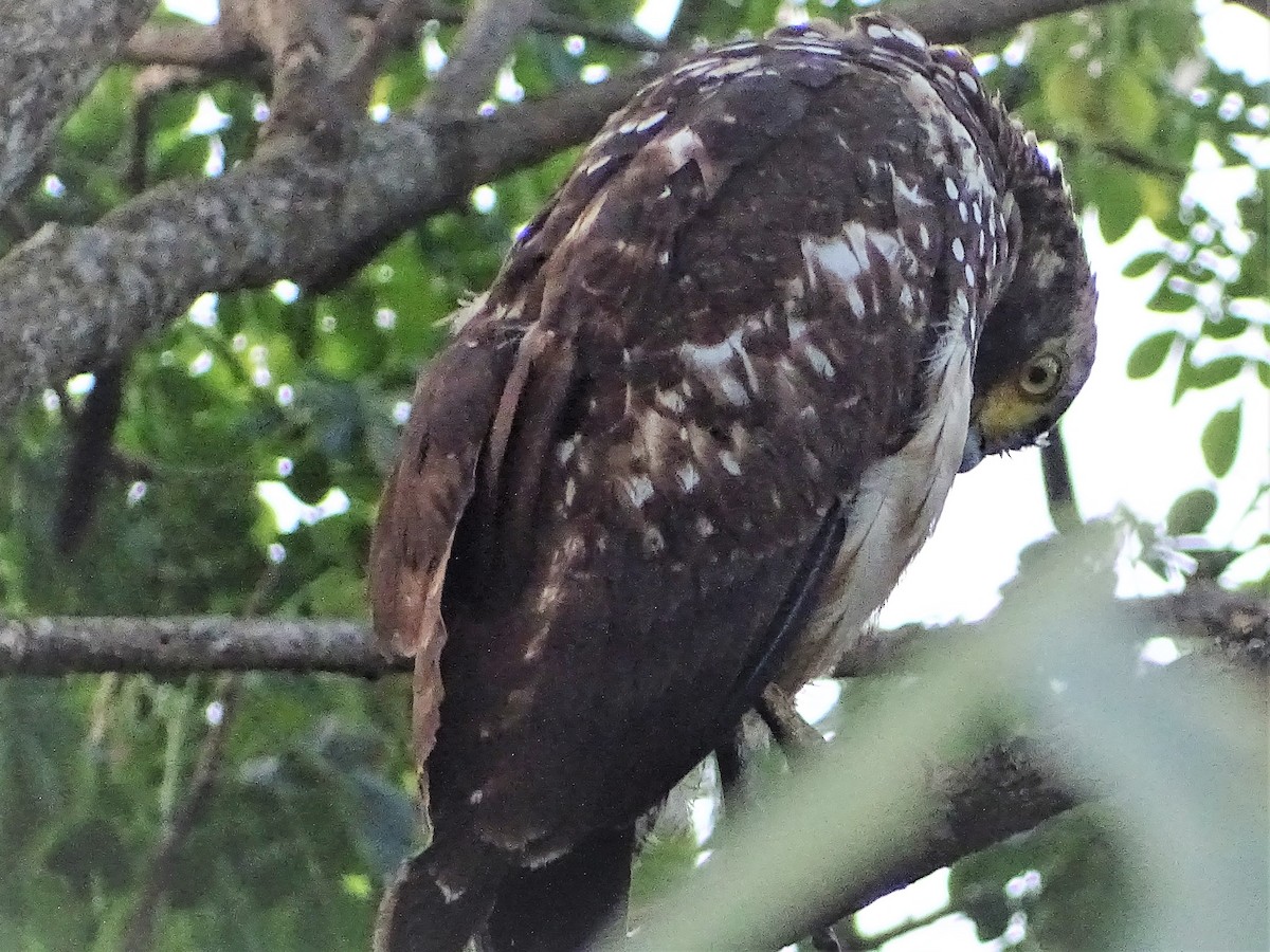 Philippine Serpent-Eagle - ML92343541