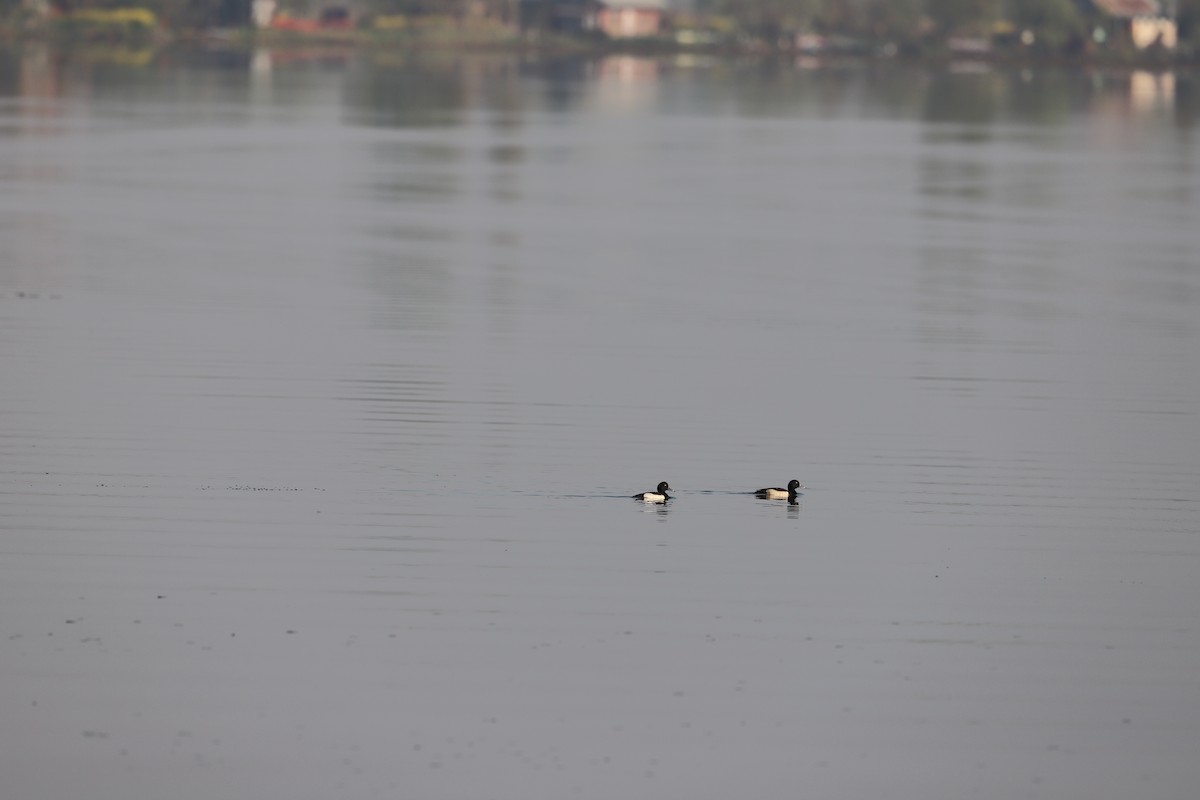Tufted Duck - Kashmir Birdwatch