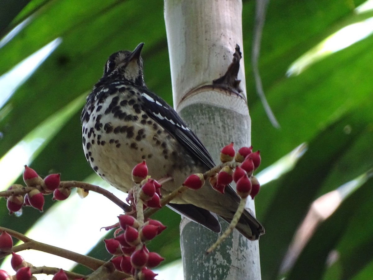 Ashy Thrush - ML92343601