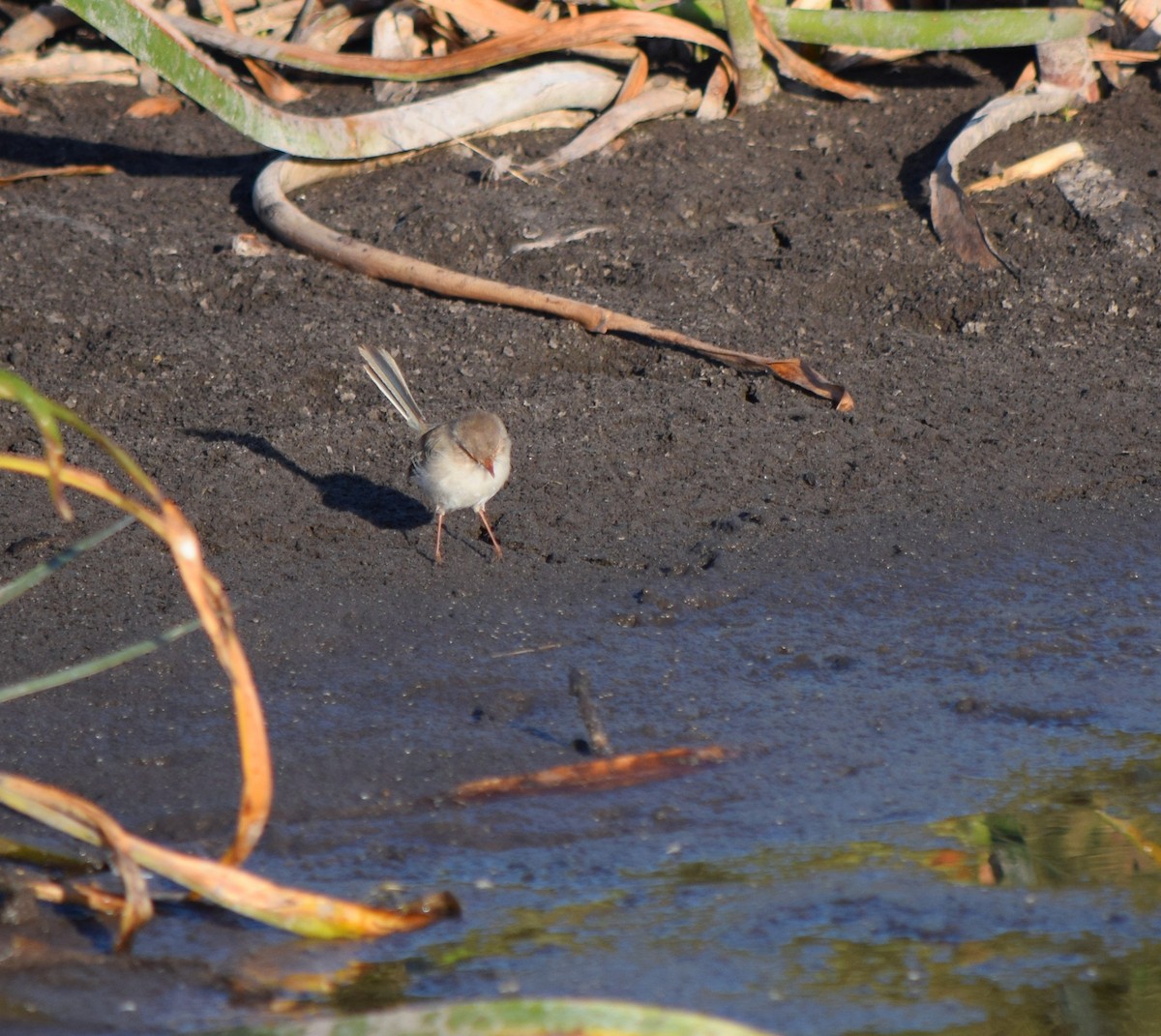 Superb Fairywren - ML92346151