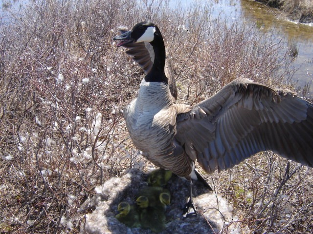 Canada Goose - ML92346161